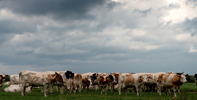 Fosfaatrechten en de voorzienbaarheid: een never ending story?