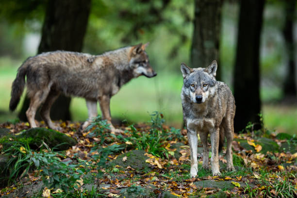 Tegemoetkomingen bij schade door de wolf